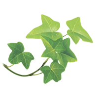 сироп листьев плюща Базука